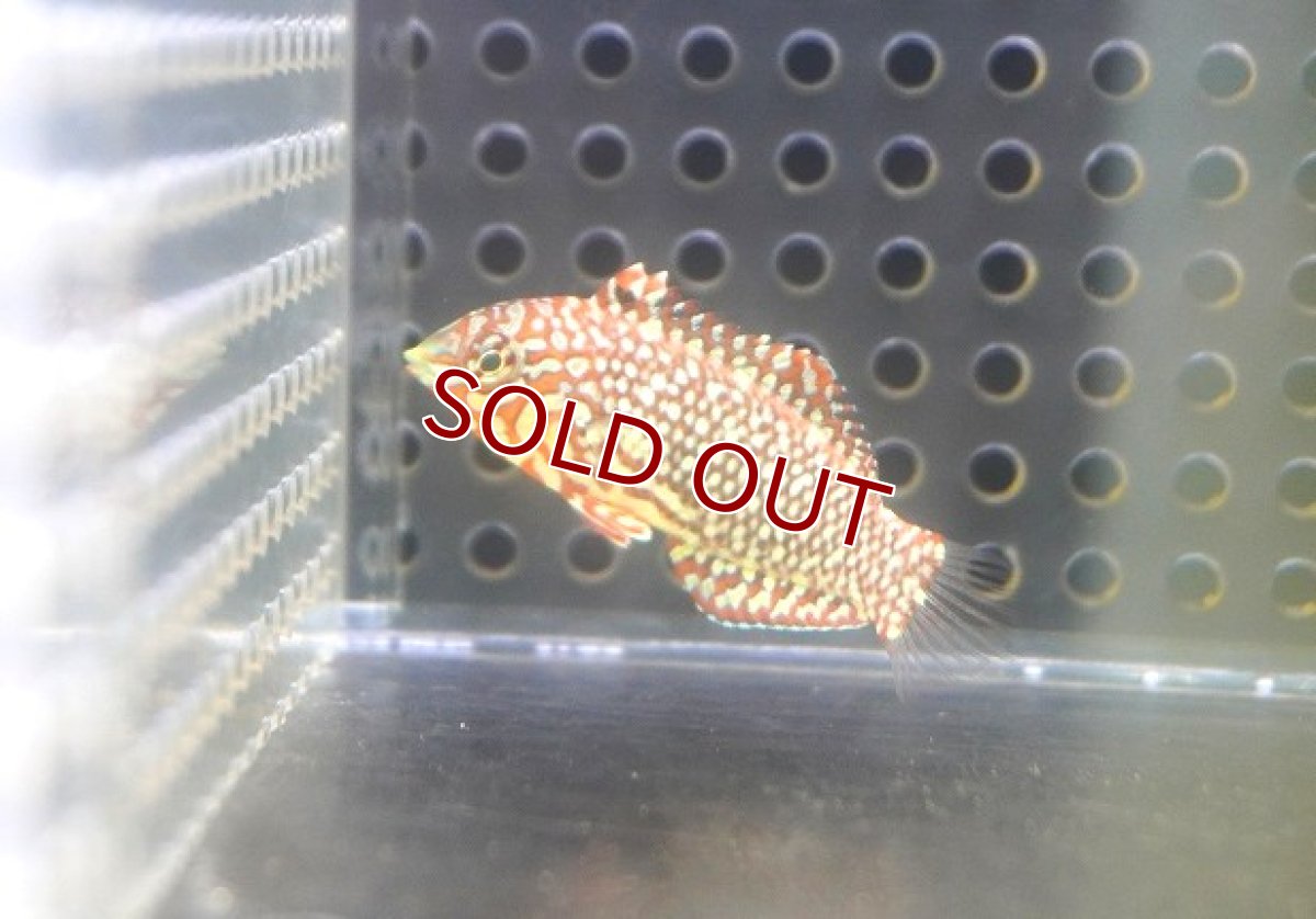 画像1: 【海水魚・ベラ】【通販】オーネイトレオパードラス【1匹】（±4-5cm） (サンプル画像）（生体）(海水魚) (1)