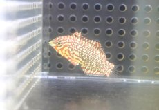 画像1: 【海水魚・ベラ】【通販】オーネイトレオパードラス【1匹】（±4-5cm） (サンプル画像）（生体）(海水魚) (1)