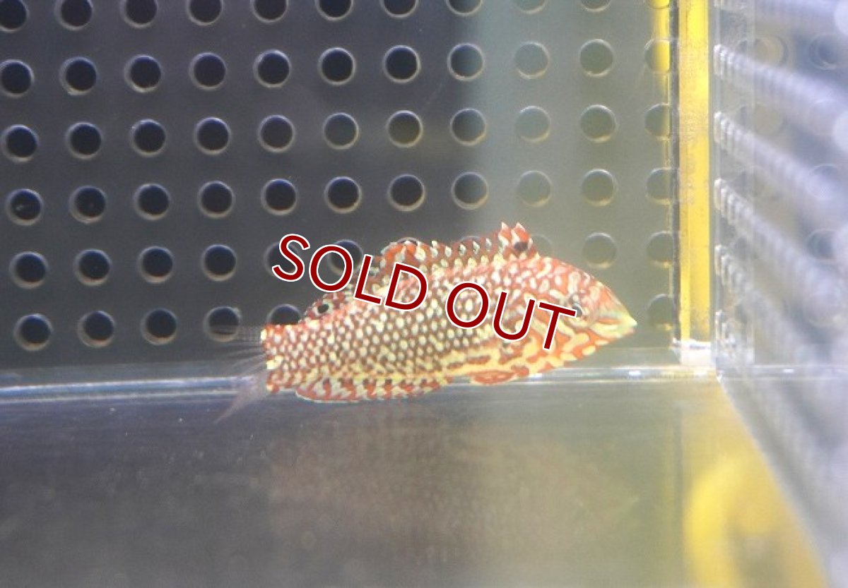 画像2: 【海水魚・ベラ】【通販】オーネイトレオパードラス【1匹】（±4-5cm） (サンプル画像）（生体）(海水魚) (2)