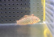 画像2: 【海水魚・ベラ】【通販】オーネイトレオパードラス【1匹】（±4-5cm） (サンプル画像）（生体）(海水魚) (2)