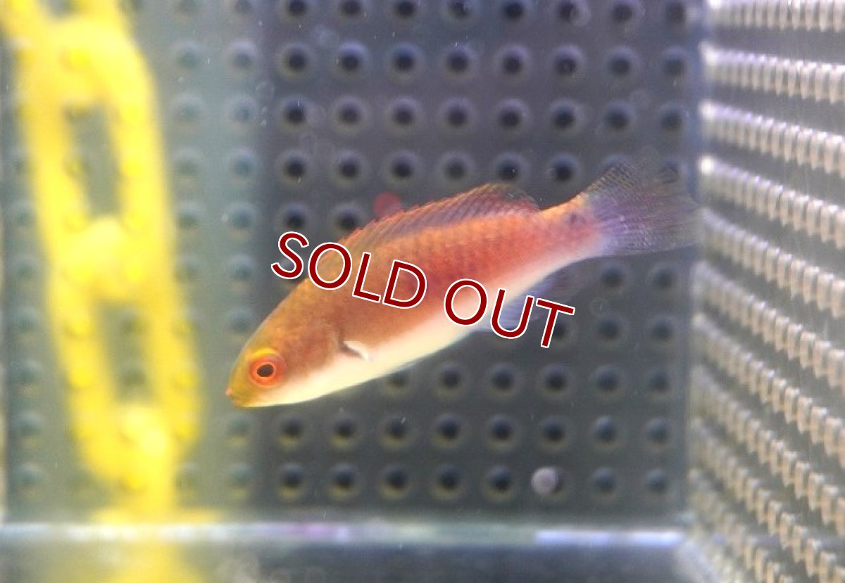 画像1: 【海水魚・ベラ】【通販】クロヘリイトヒキベラ【1匹】（±4-5cm） (サンプル画像）（生体）(海水魚) (1)