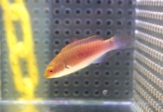 画像1: 【海水魚・ベラ】【通販】クロヘリイトヒキベラ【1匹】（±4-5cm） (サンプル画像）（生体）(海水魚) (1)