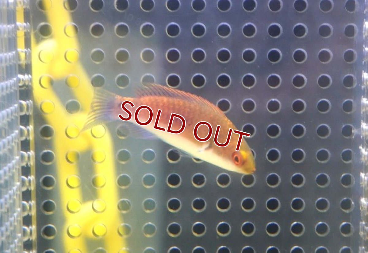 画像2: 【海水魚・ベラ】【通販】クロヘリイトヒキベラ【1匹】（±4-5cm） (サンプル画像）（生体）(海水魚) (2)