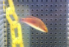画像2: 【海水魚・ベラ】【通販】クロヘリイトヒキベラ【1匹】（±4-5cm） (サンプル画像）（生体）(海水魚) (2)