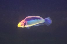 画像1: 【海水魚・ベラ】【通販】レッドアイフェアリーラス【1匹】（±5-6cm） (サンプル画像）（生体）(海水魚) (1)