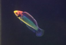 画像2: 【海水魚・ベラ】【通販】レッドアイフェアリーラス【1匹】（±5-6cm） (サンプル画像）（生体）(海水魚) (2)