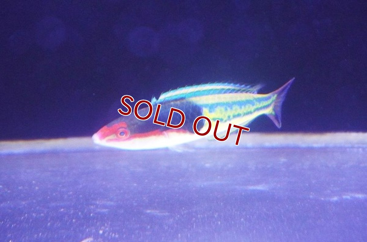 画像1: 【ウィンターセール 10％OFF対象商品】 【海水魚・ベラ】【通販】マルチカラーラス（アオスジオグロベラ）【1匹】（±7-8cm） (サンプル画像）（生体）(海水魚) (1)