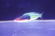 画像1: 【ウィンターセール 10％OFF対象商品】 【海水魚・ベラ】【通販】マルチカラーラス（アオスジオグロベラ）【1匹】（±7-8cm） (サンプル画像）（生体）(海水魚) (1)