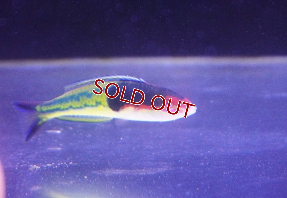 画像2: 【ウィンターセール 10％OFF対象商品】 【海水魚・ベラ】【通販】マルチカラーラス（アオスジオグロベラ）【1匹】（±7-8cm） (サンプル画像）（生体）(海水魚) (2)