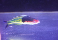 画像2: 【ウィンターセール 10％OFF対象商品】 【海水魚・ベラ】【通販】マルチカラーラス（アオスジオグロベラ）【1匹】（±7-8cm） (サンプル画像）（生体）(海水魚) (2)