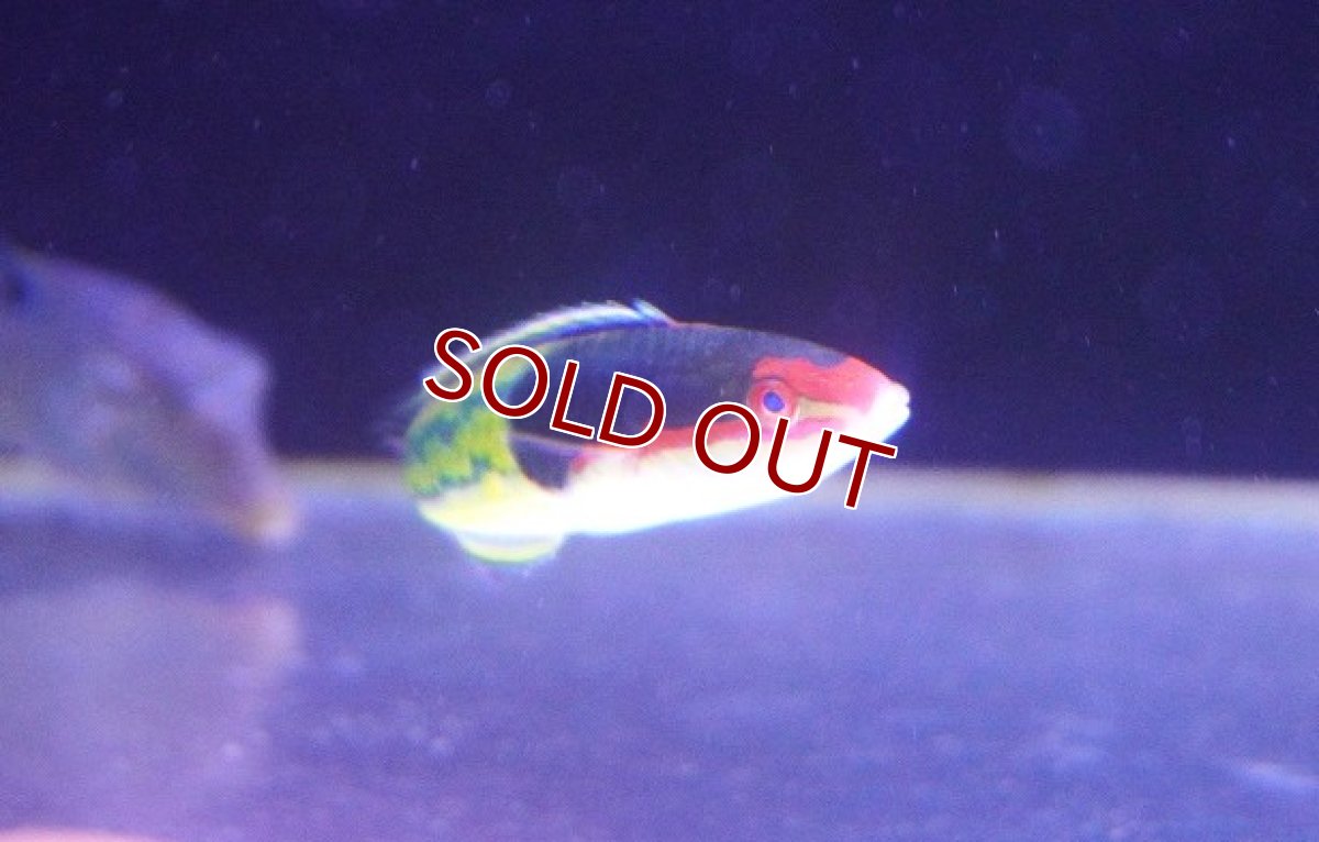 画像3: 【ウィンターセール 10％OFF対象商品】 【海水魚・ベラ】【通販】マルチカラーラス（アオスジオグロベラ）【1匹】（±7-8cm） (サンプル画像）（生体）(海水魚) (3)