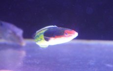 画像3: 【ウィンターセール 10％OFF対象商品】 【海水魚・ベラ】【通販】マルチカラーラス（アオスジオグロベラ）【1匹】（±7-8cm） (サンプル画像）（生体）(海水魚) (3)