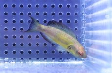 画像1: 【海水魚・ベラ】【通販】ブルネウスフェアリーラス（♂）【1匹】（±5-6cm） (サンプル画像）（生体）(海水魚) (1)