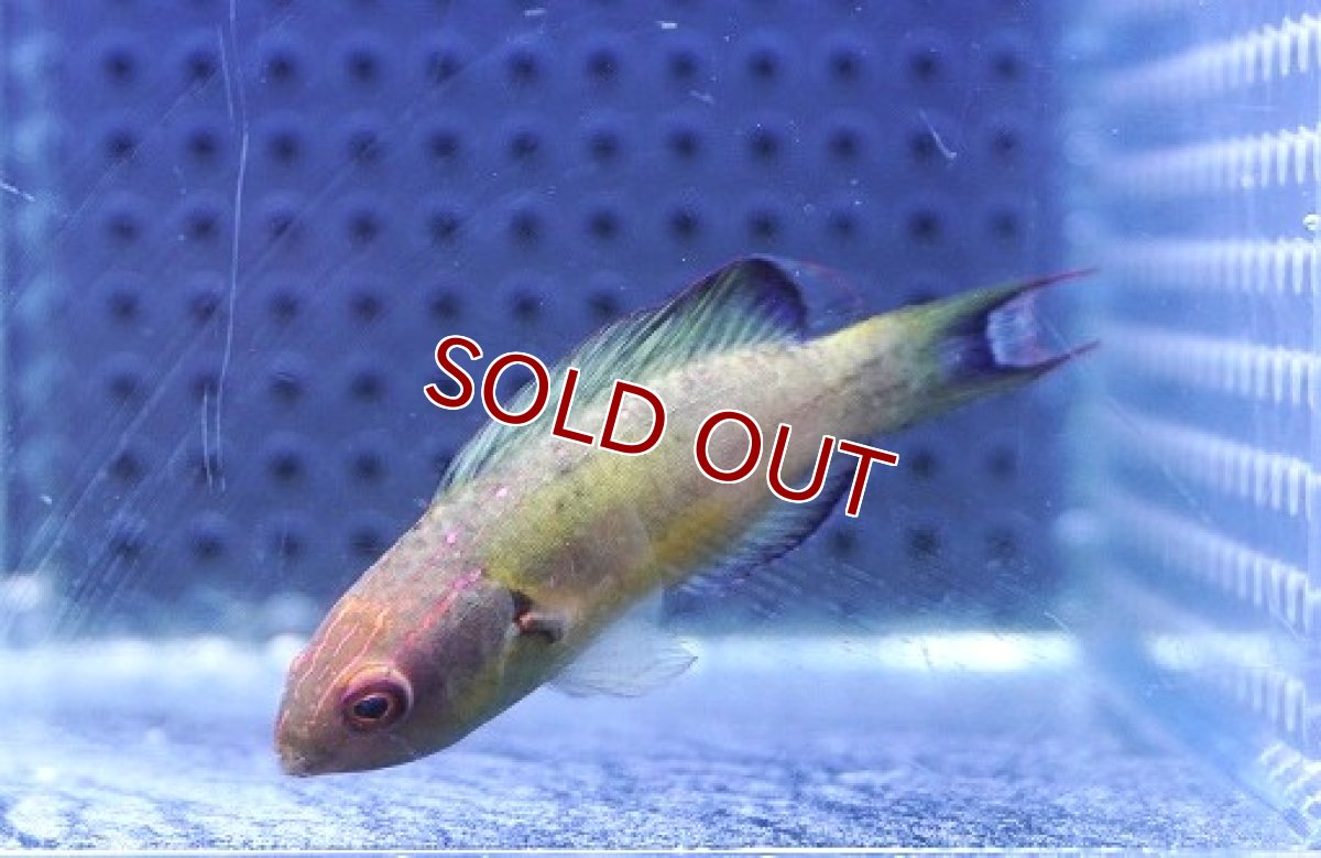 画像2: 【海水魚・ベラ】【通販】ブルネウスフェアリーラス（♂）【1匹】（±5-6cm） (サンプル画像）（生体）(海水魚) (2)