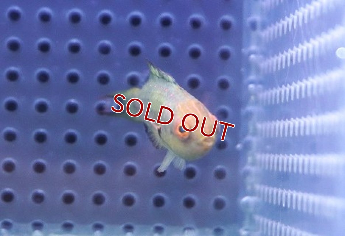 画像3: 【海水魚・ベラ】【通販】ブルネウスフェアリーラス（♂）【1匹】（±5-6cm） (サンプル画像）（生体）(海水魚) (3)