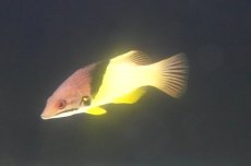 画像1: 【決算セール クーポンご利用で更に10％OFF対象商品】 【海水魚・ベラ】【通販】ケサガケベラ【1匹】（±8-10cm） (サンプル画像）（生体）(海水魚) (1)