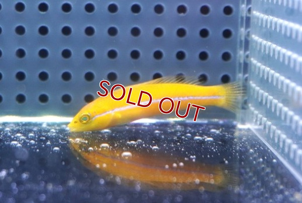 画像1: 【海水魚・ベラ】【通販】ネオンラス（イエローヘッドラス）幼魚【1匹】（±4-5cm） (サンプル画像）（生体）(海水魚) (1)