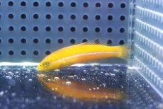 画像1: 【決算セール クーポンご利用で更に10％OFF対象商品】 【海水魚・ベラ】【通販】ネオンラス（イエローヘッドラス）幼魚【1匹】（±4-5cm） (サンプル画像）（生体）(海水魚) (1)