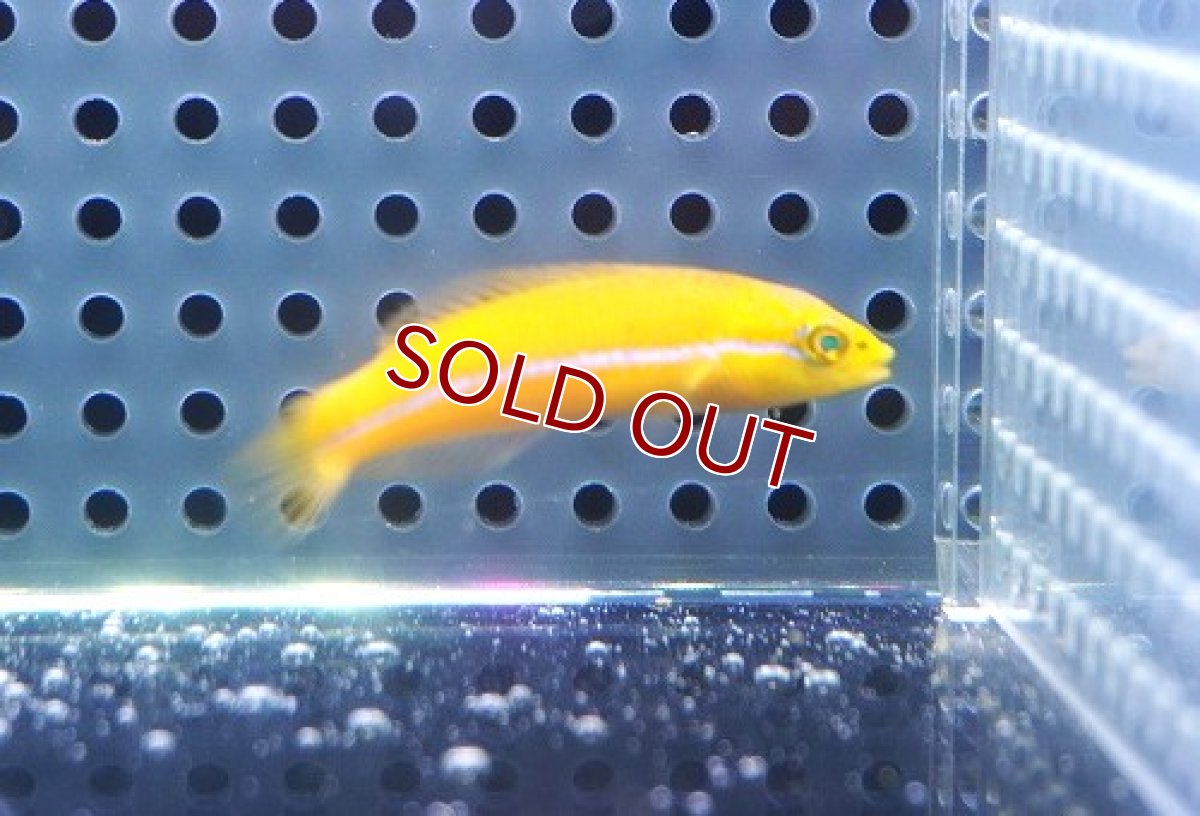 画像2: 【海水魚・ベラ】【通販】ネオンラス（イエローヘッドラス）幼魚【1匹】（±4-5cm） (サンプル画像）（生体）(海水魚) (2)