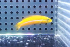 画像2: 【決算セール クーポンご利用で更に10％OFF対象商品】 【海水魚・ベラ】【通販】ネオンラス（イエローヘッドラス）幼魚【1匹】（±4-5cm） (サンプル画像）（生体）(海水魚) (2)