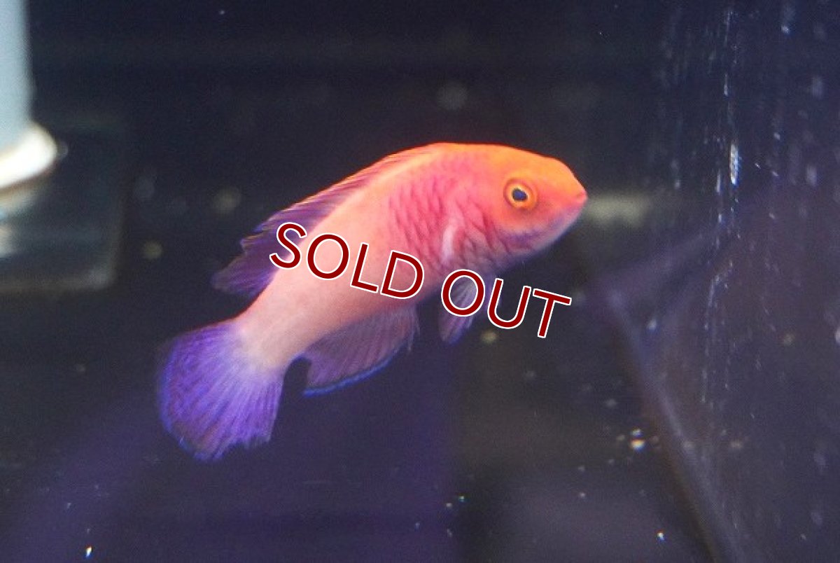 画像1: 【海水魚・ベラ】ロージースケールフェアリーラス（１匹）（±5-6ｃｍ）（サンプル画像）（生体）(海水魚) (1)