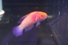 画像1: 【海水魚・ベラ】ロージースケールフェアリーラス（１匹）（±5-6ｃｍ）（サンプル画像）（生体）(海水魚) (1)