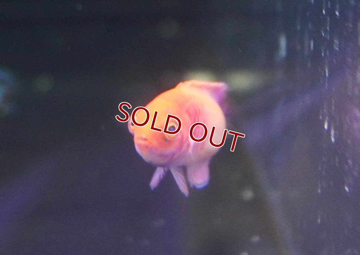 画像2: 【海水魚・ベラ】ロージースケールフェアリーラス（１匹）（±5-6ｃｍ）（サンプル画像）（生体）(海水魚) (2)
