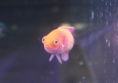 画像2: 【海水魚・ベラ】ロージースケールフェアリーラス（１匹）（±5-6ｃｍ）（サンプル画像）（生体）(海水魚) (2)