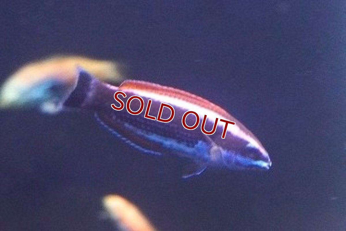 画像1: 【海水魚・ベラ】【通販】ブダイベラ（幼魚）（1匹）（±4-6cm）（サンプル画像）（生体）(海水魚) (1)