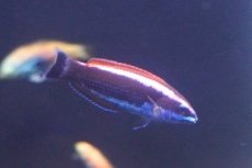 画像1: 【海水魚・ベラ】【通販】ブダイベラ（幼魚）（1匹）（±4-6cm）（サンプル画像）（生体）(海水魚) (1)