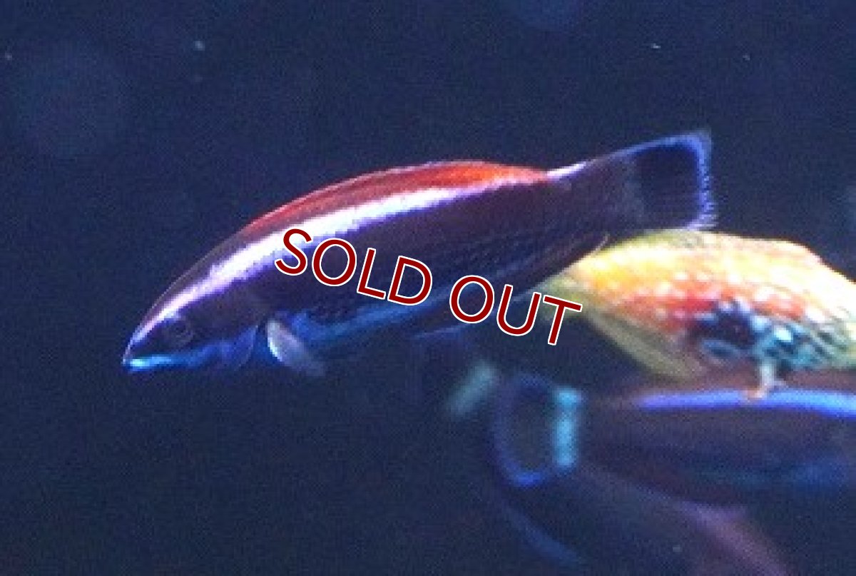 画像2: 【海水魚・ベラ】【通販】ブダイベラ（幼魚）（1匹）（±4-6cm）（サンプル画像）（生体）(海水魚) (2)