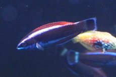 画像2: 【海水魚・ベラ】【通販】ブダイベラ（幼魚）（1匹）（±4-6cm）（サンプル画像）（生体）(海水魚) (2)