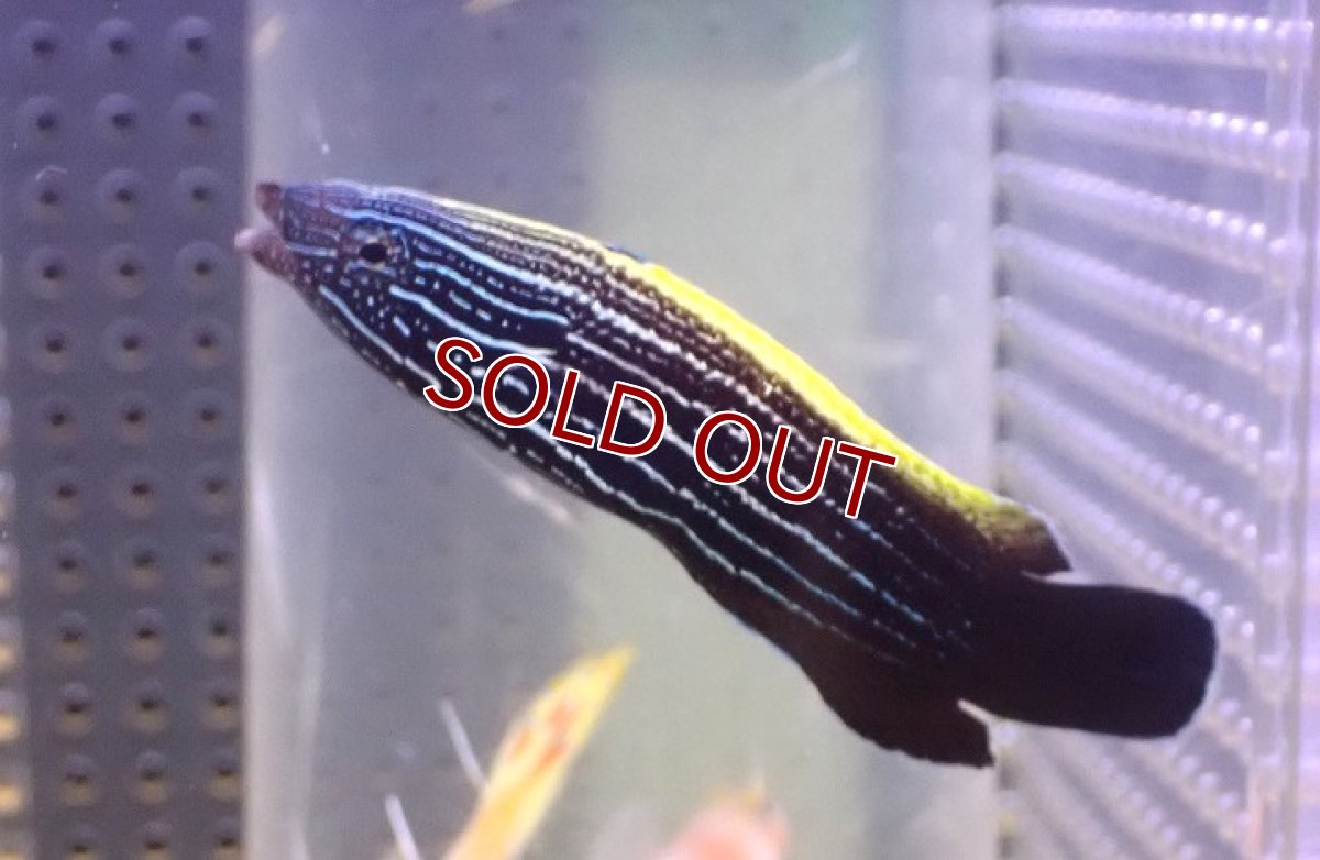 画像1: 【海水魚・ベラ】【通販】ミヤケベラ（幼魚）(1匹)（±5-6cm）（サンプル画像）（生体）(海水魚) (1)
