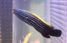 画像1: 【海水魚・ベラ】【通販】ミヤケベラ（幼魚）(1匹)（±5-6cm）（サンプル画像）（生体）(海水魚) (1)