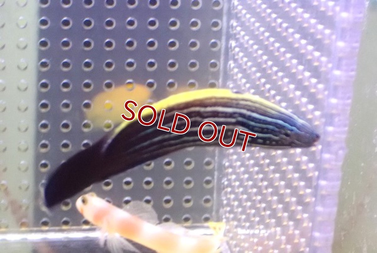 画像2: 【海水魚・ベラ】【通販】ミヤケベラ（幼魚）(1匹)（±5-6cm）（サンプル画像）（生体）(海水魚) (2)