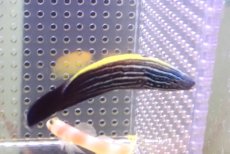 画像2: 【海水魚・ベラ】【通販】ミヤケベラ（幼魚）(1匹)（±5-6cm）（サンプル画像）（生体）(海水魚) (2)