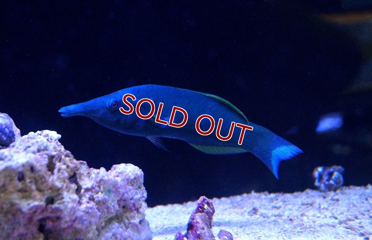 画像2: 【海水魚】クギベラ(グリーンバードラス) (1匹)±12-18ｃm(サンプル画像）（生体）(海水魚)（サンゴ） (2)