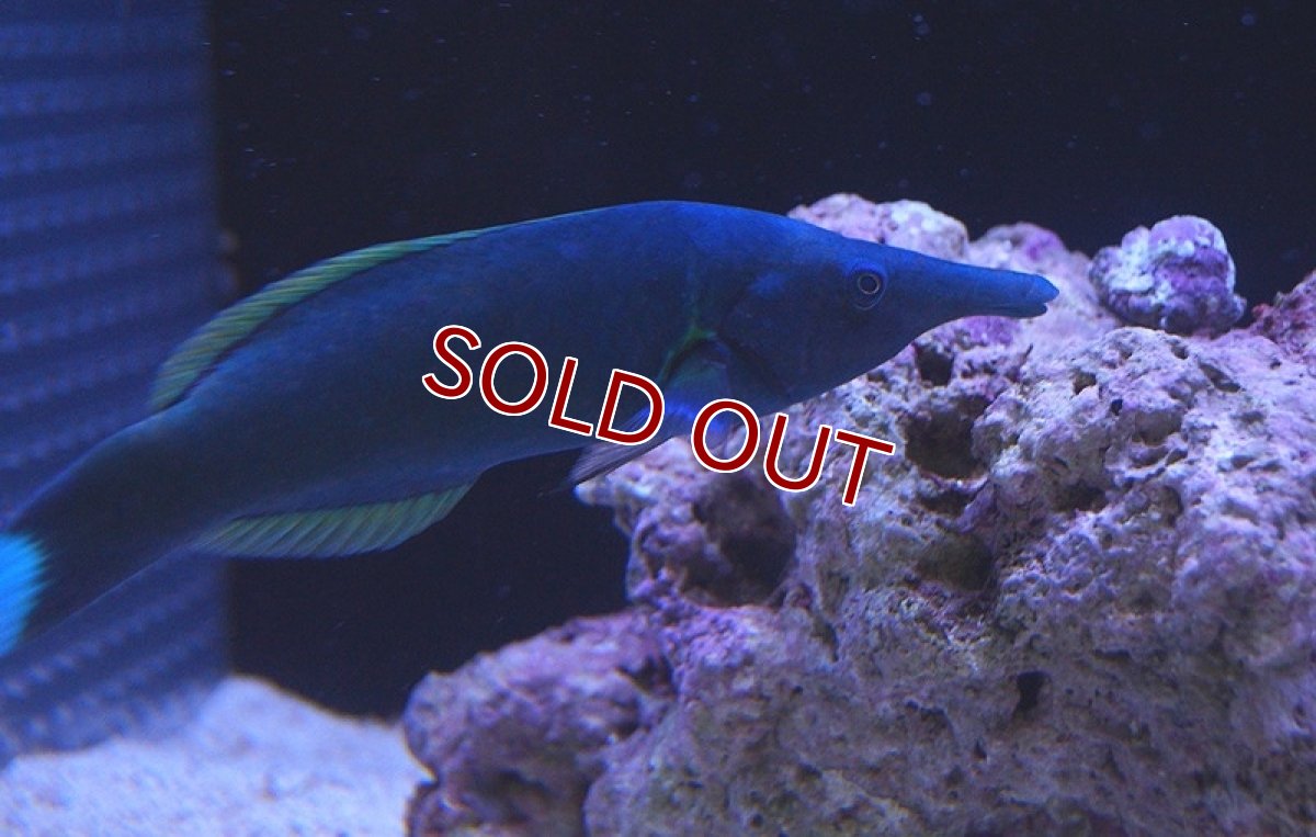 画像3: 【海水魚】クギベラ(グリーンバードラス) (1匹)±12-18ｃm(サンプル画像）（生体）(海水魚)（サンゴ） (3)