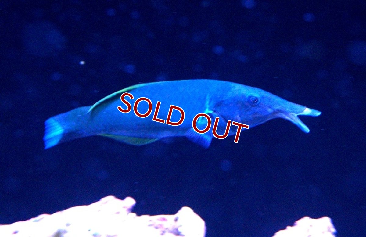 画像4: 【海水魚】クギベラ(グリーンバードラス) (1匹)±12-18ｃm(サンプル画像）（生体）(海水魚)（サンゴ） (4)