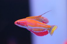 画像1: 【海水魚】フィラメントフィンラス（マッコスカーズラス）(1匹)（±4-6cm）(サンプル画像）（生体）(海水魚)（サンゴ） (1)