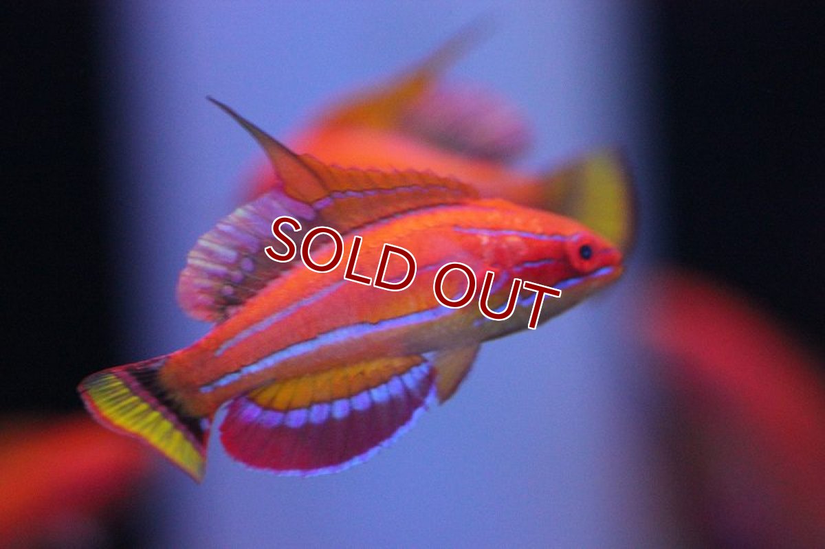 画像2: 【海水魚】フィラメントフィンラス（マッコスカーズラス）(1匹)（±4-6cm）(サンプル画像）（生体）(海水魚)（サンゴ） (2)