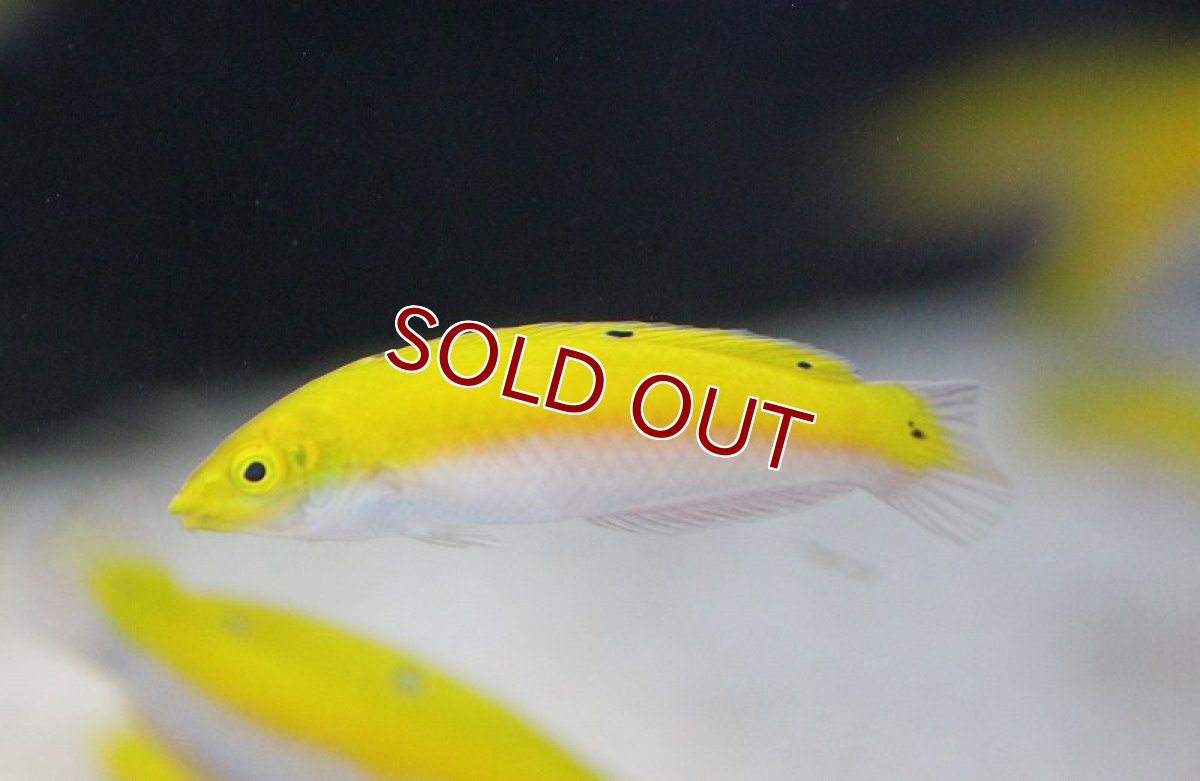 画像1: 【海水魚】インディアンカナリーラス　（3匹）4-6cm前後(サンプル画像）（生体）(海水魚)（サンゴ） (1)