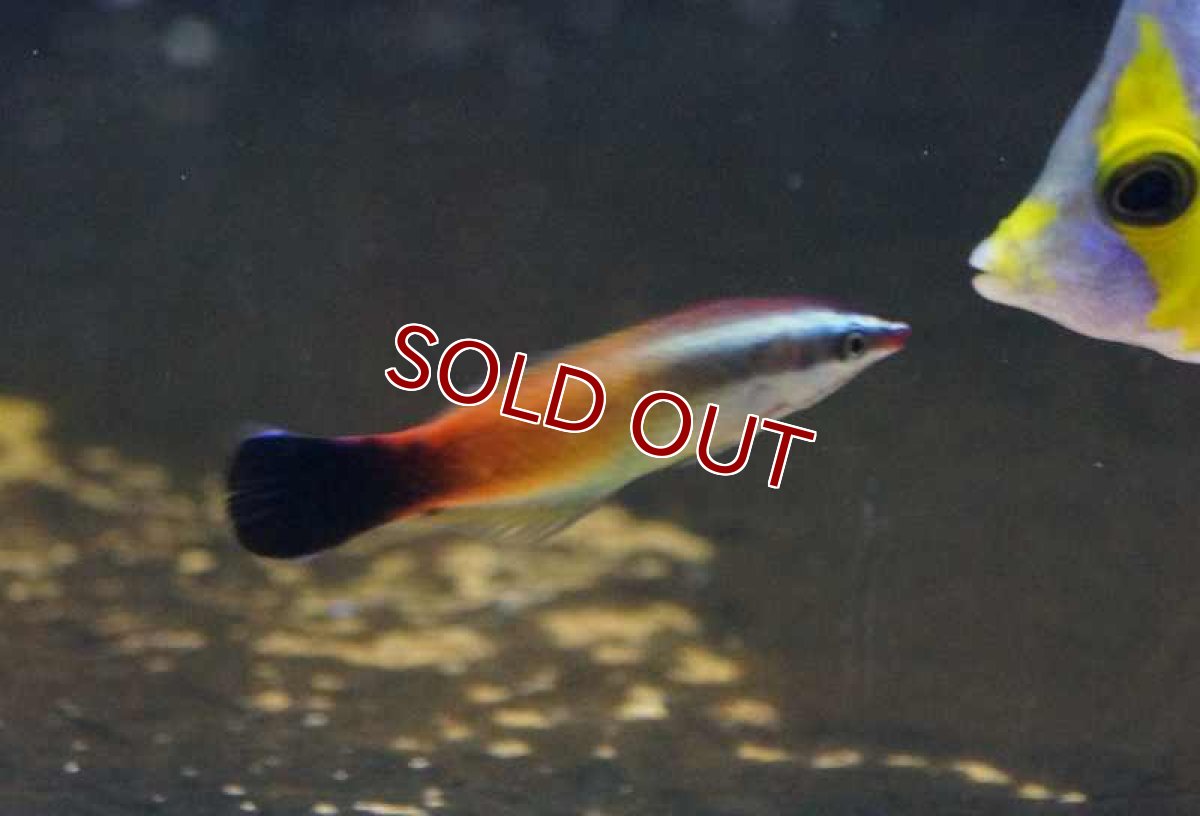 画像2: 【海水魚】ピーチクリーナーラス (1匹)5-6cm前後(サンプル画像）（生体）(海水魚)（サンゴ） (2)