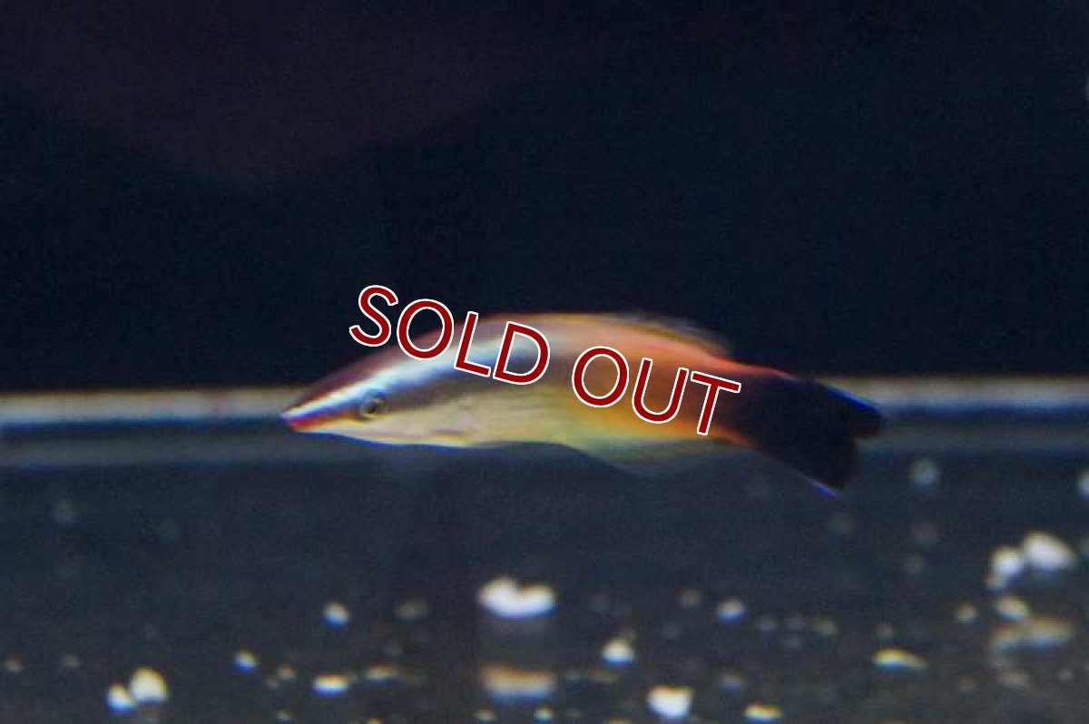 画像3: 【海水魚】ピーチクリーナーラス (1匹)5-6cm前後(サンプル画像）（生体）(海水魚)（サンゴ） (3)