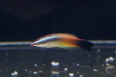 画像3: 【海水魚】【通販】ピーチクリーナーラス (1匹)5-6cm前後(サンプル画像）（生体）(海水魚)（サンゴ） (3)