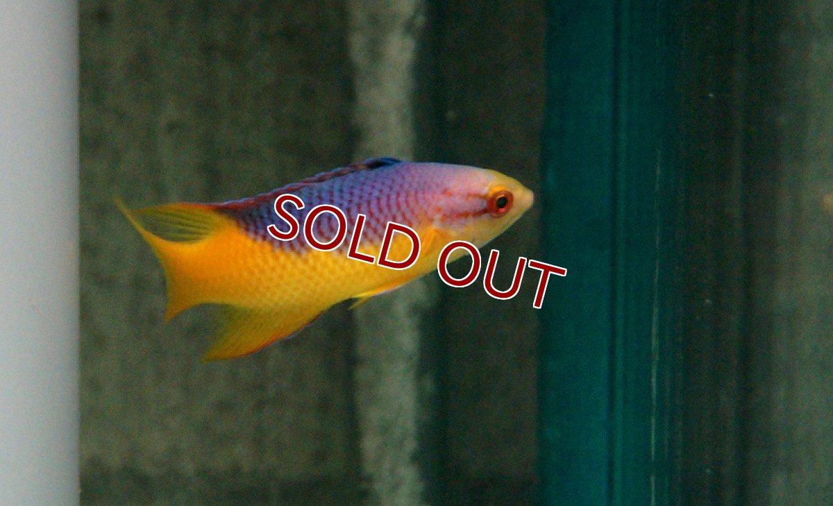 画像2: 【海水魚】スパニッシュホグフィッシュ(1匹)6-7cm前後(サンプル画像）（生体）(海水魚)（サンゴ） (2)