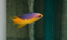 画像2: 【海水魚】【通販】スパニッシュホグフィッシュ(1匹)6-7cm前後(サンプル画像）（生体）(海水魚)（サンゴ） (2)