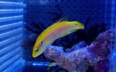 画像1: 【10%OFFクーポン対象商品】【海水魚】【通販】フタホシキツネベラ (1匹) 5-7cm前後(サンプル画像）（生体）(海水魚)（サンゴ） (1)