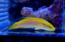 画像2: 【10%OFFクーポン対象商品】【海水魚】【通販】フタホシキツネベラ (1匹) 5-7cm前後(サンプル画像）（生体）(海水魚)（サンゴ） (2)