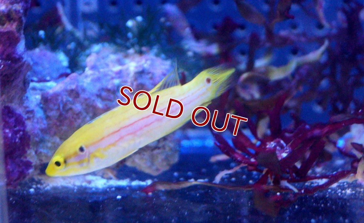 画像3: 【海水魚】フタホシキツネベラ (1匹) 5-7cm前後(サンプル画像）（生体）(海水魚)（サンゴ） (3)